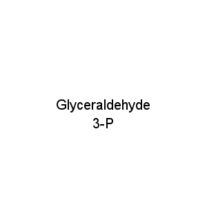 Glyceraldehyde 3-P